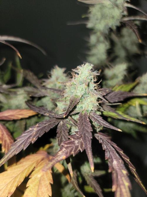 Auto run. Week 9