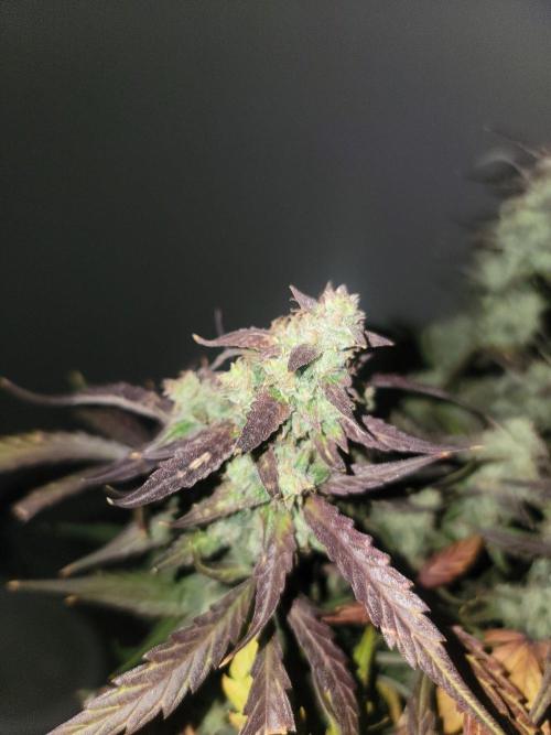 Auto run. Week 9