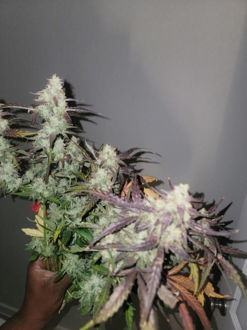 Auto run. Week 9