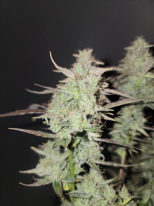 Auto run. Week 9