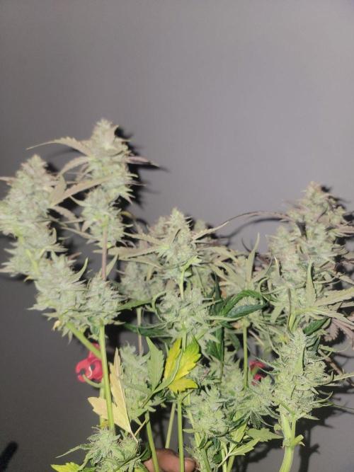 Auto run. Week 9