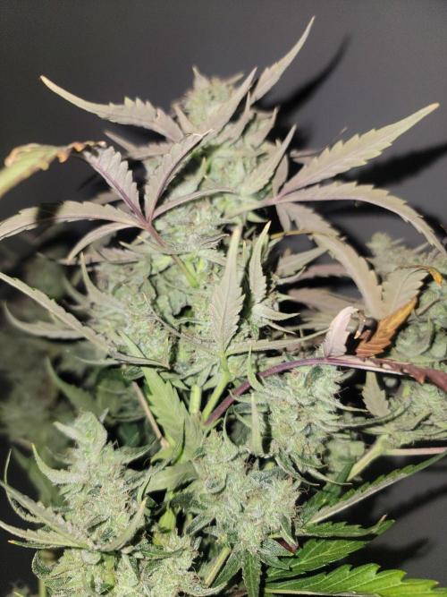 Auto run. Week 9