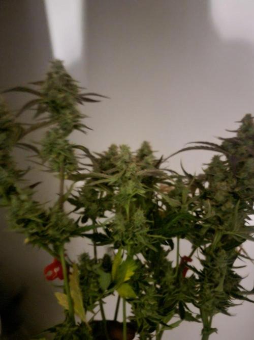 Auto run. Week 9
