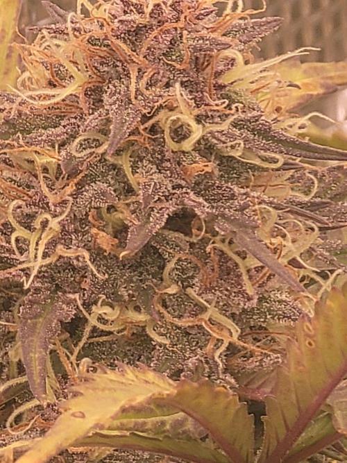 Auto run. Week 9
