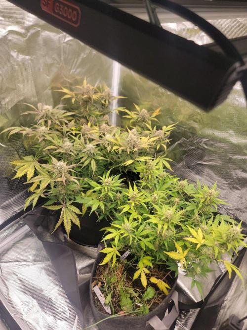 Auto run. Week 9