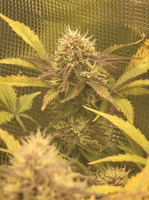 Auto run. Week 9