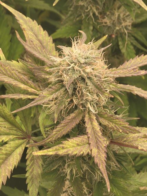 Auto run. Week 9