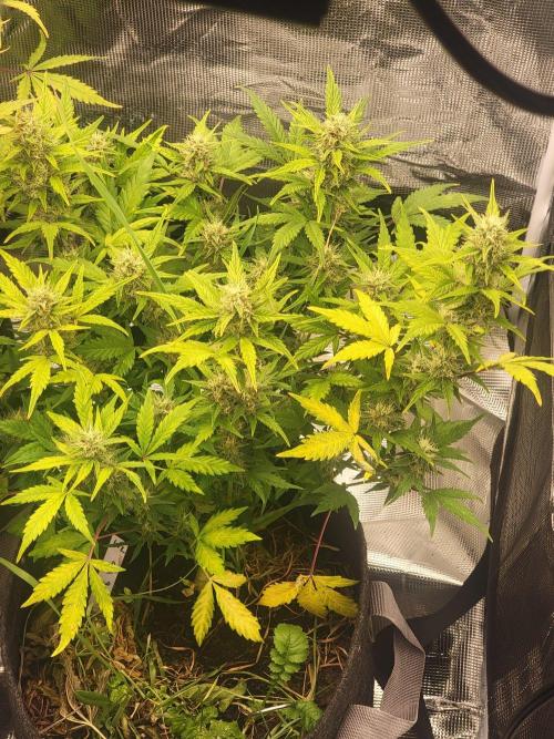 Auto run. Week 9