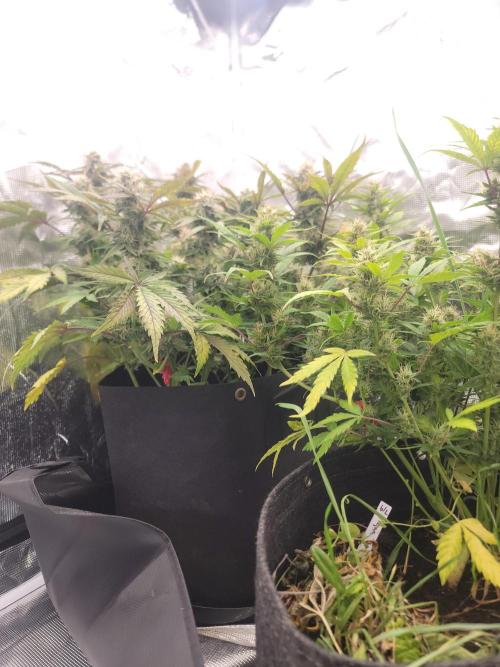 Auto run. Week 9