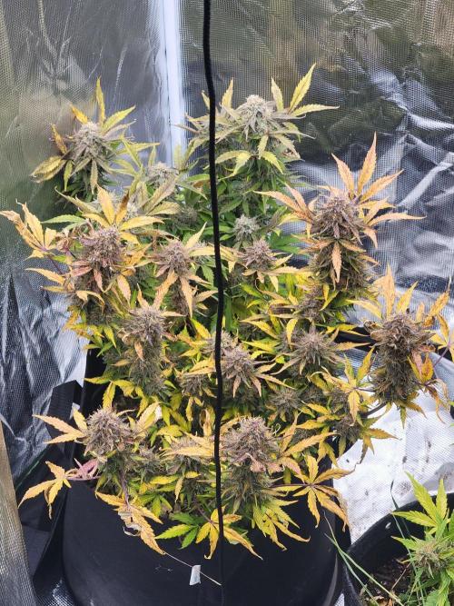 Auto run. Week 10
