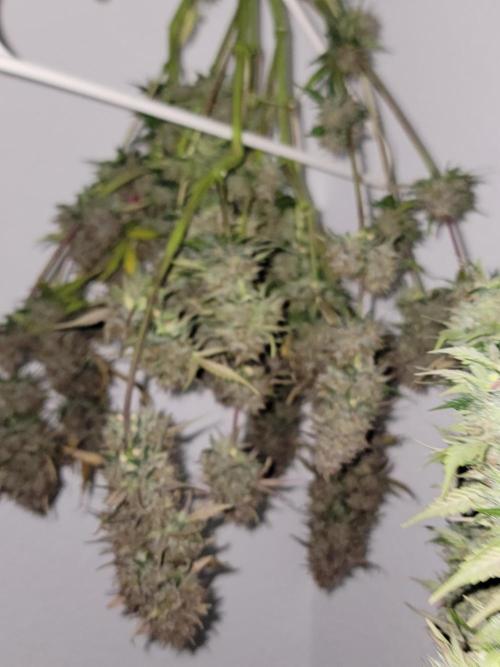Auto run. Week 10