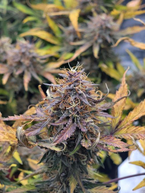 Auto run. Week 10