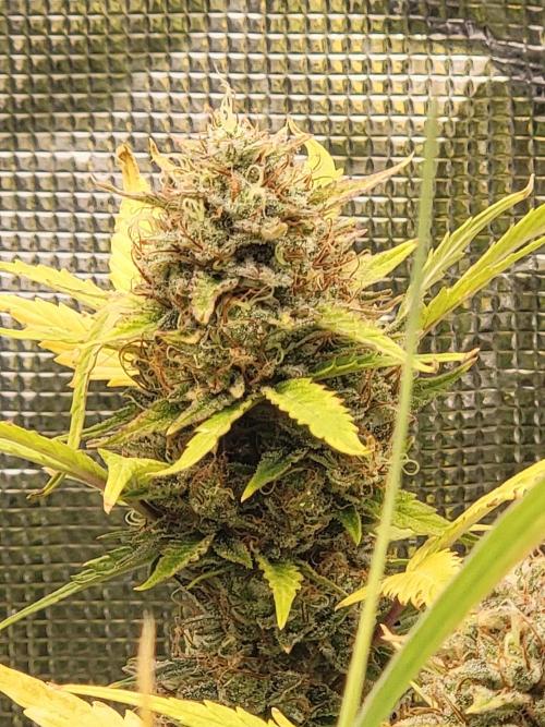 Auto run. Week 10