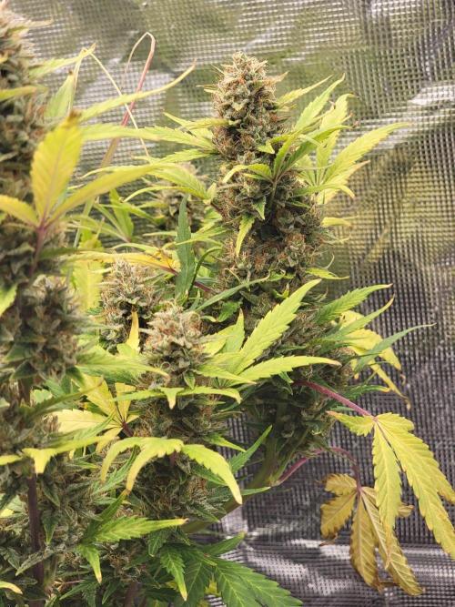 Auto run. Week 10