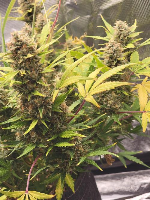 Auto run. Week 10