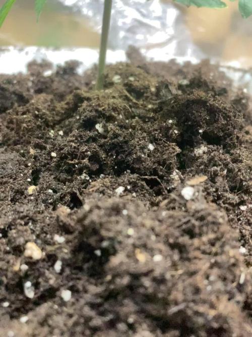 Mi primer 24 🌱