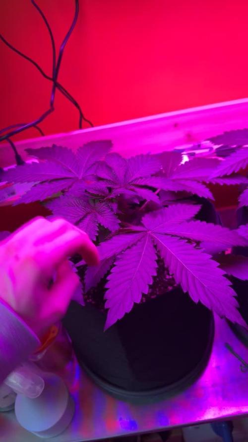 Tropicanna Banana