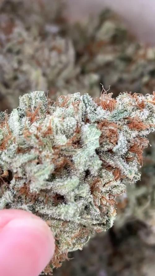 Tropicanna Banana
