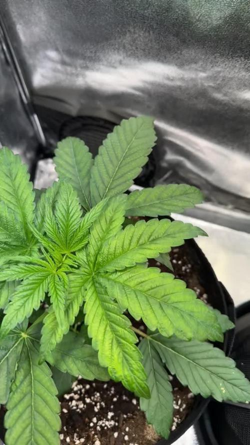 Blue Dream Growreport