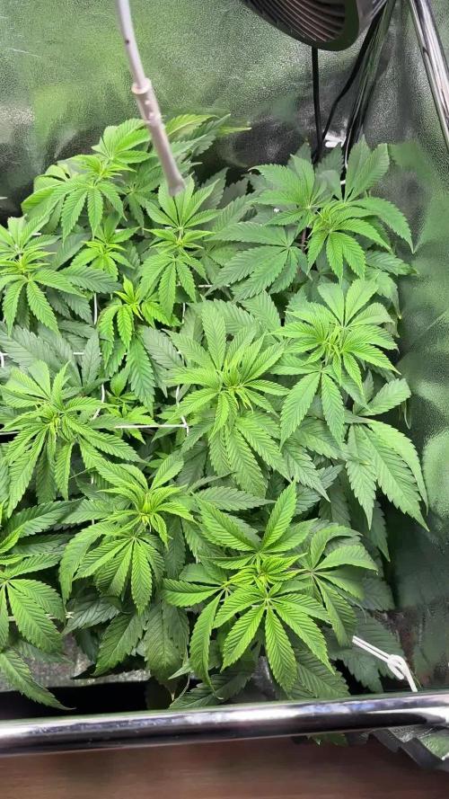 Blue Dream Growreport