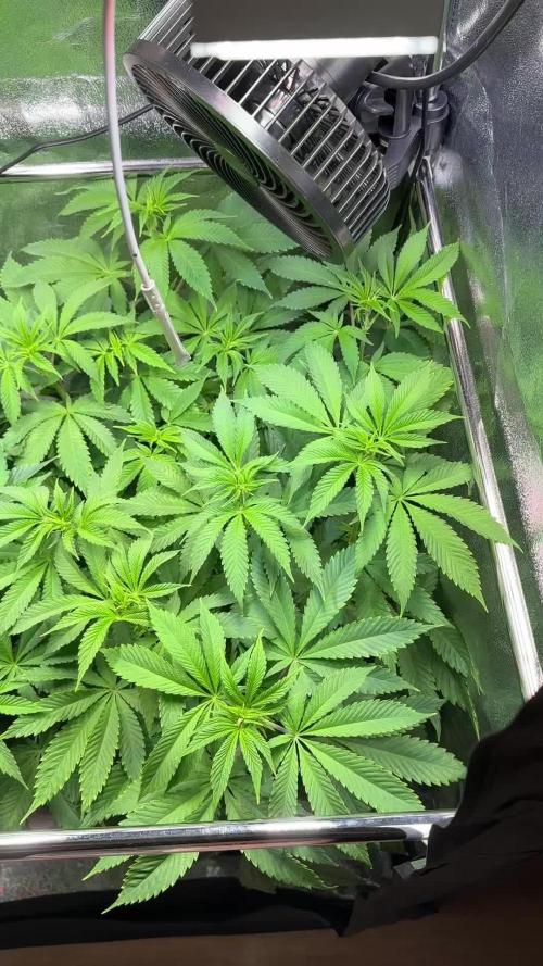 Blue Dream Growreport