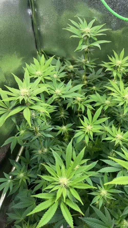 Blue Dream Growreport