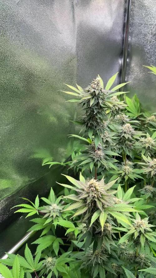 Blue Dream Growreport