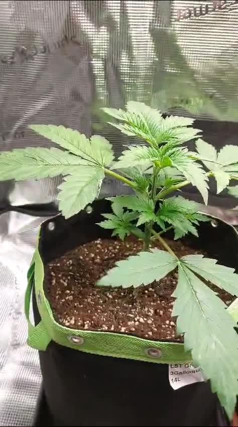 Tangerine Dream Growreport