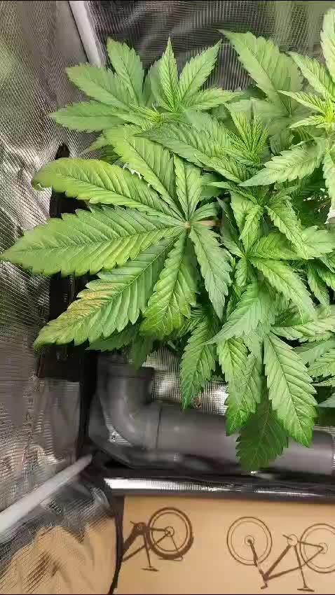 Tangerine Dream Growreport