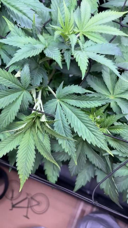 Tangerine Dream Growreport