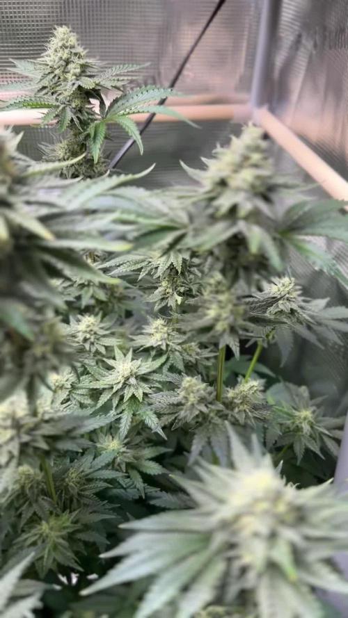 Tangerine Dream Growreport