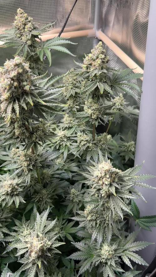 Tangerine Dream Growreport