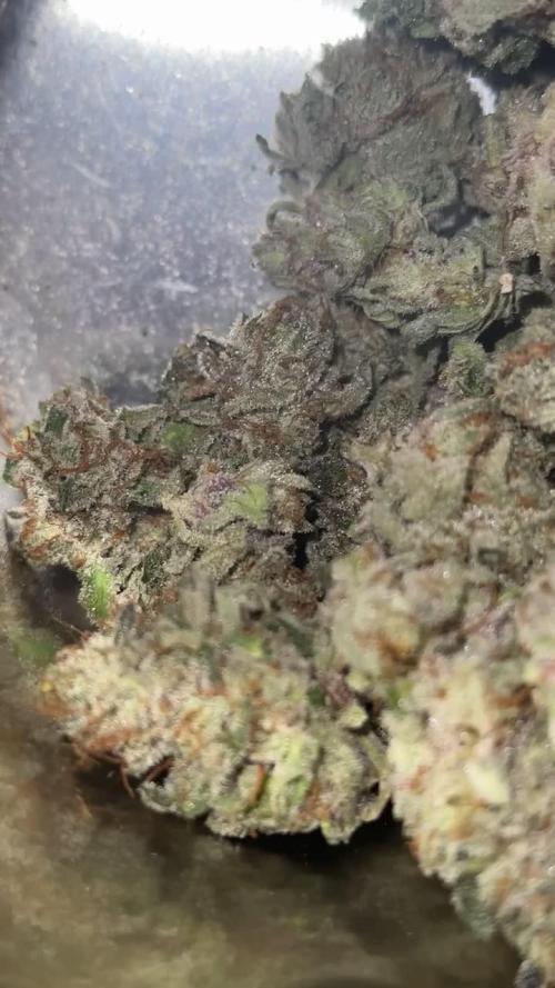 Tangerine Dream Growreport