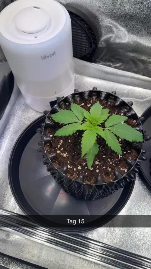 Amnesia Lemon Growreport