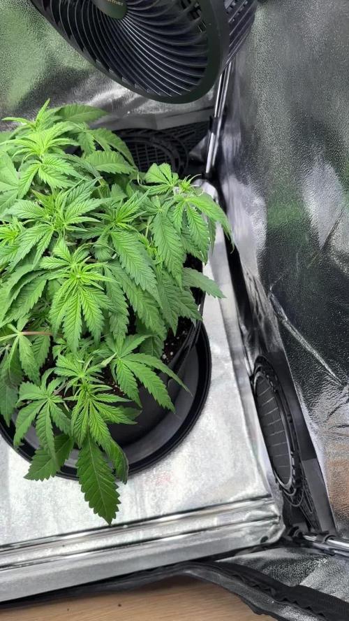 Amnesia Lemon Growreport