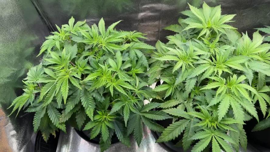 Amnesia Lemon Growreport