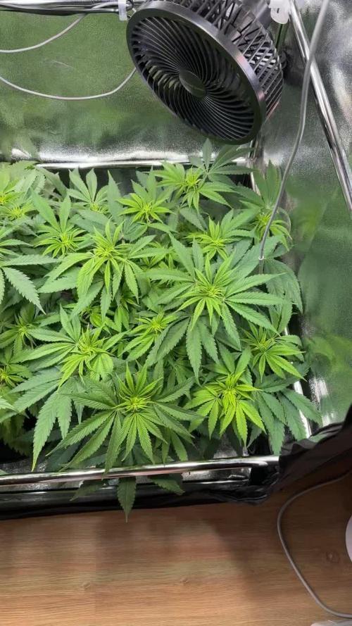 Amnesia Lemon Growreport