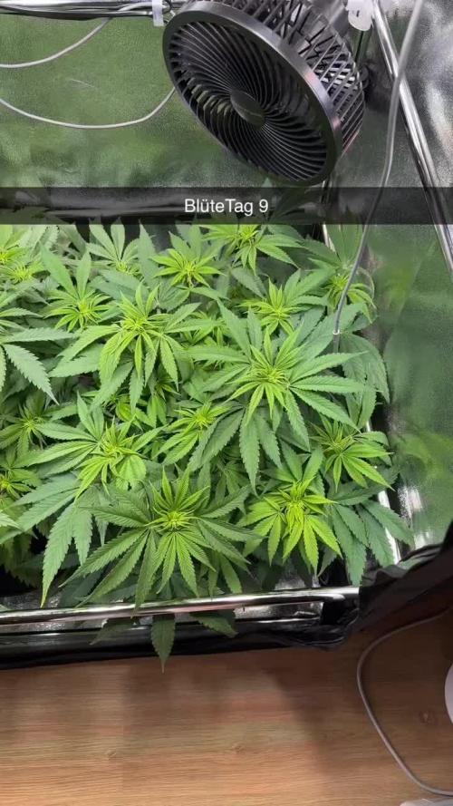 Amnesia Lemon Growreport