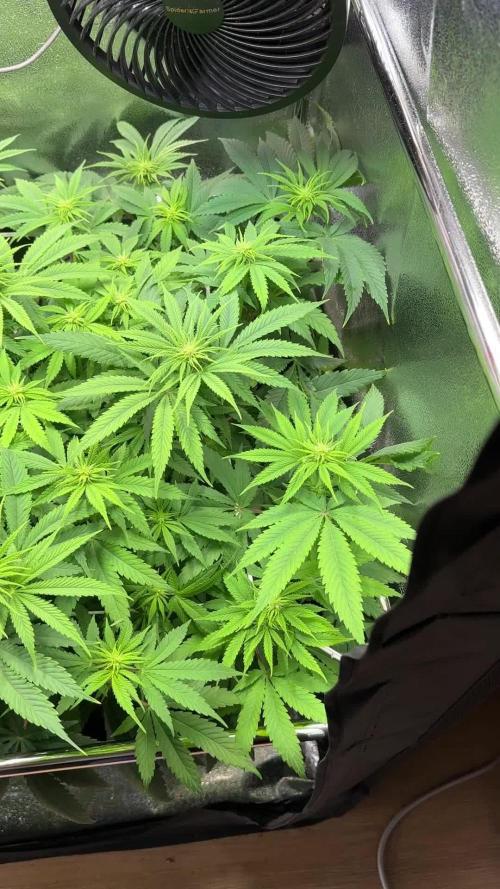 Amnesia Lemon Growreport