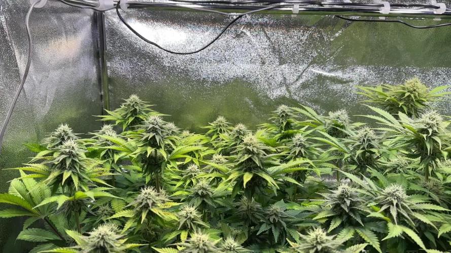 Amnesia Lemon Growreport