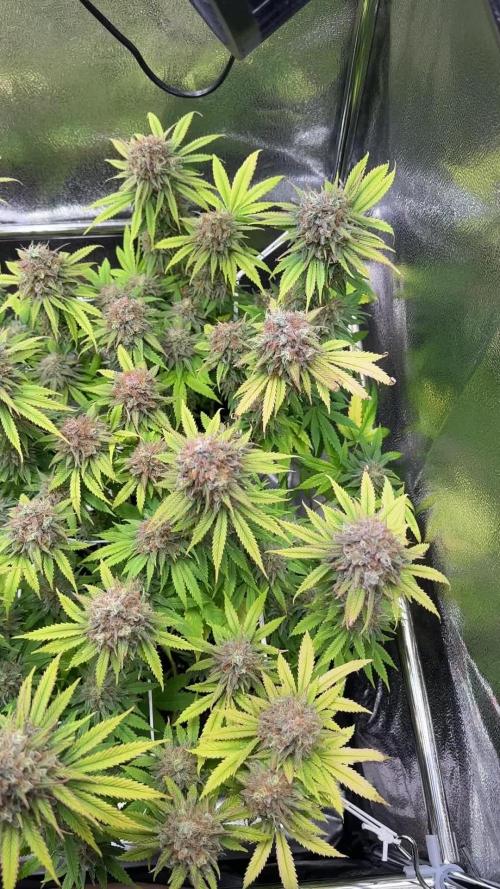 Amnesia Lemon Growreport