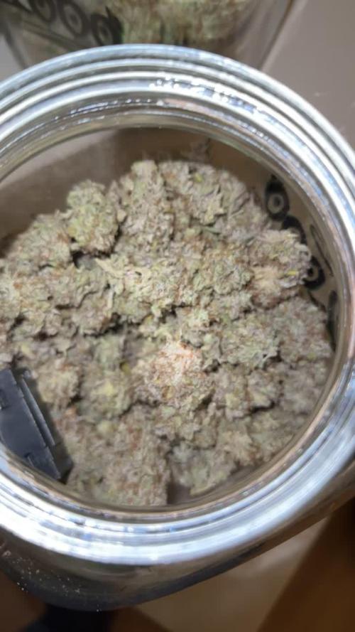 Amnesia Lemon Growreport