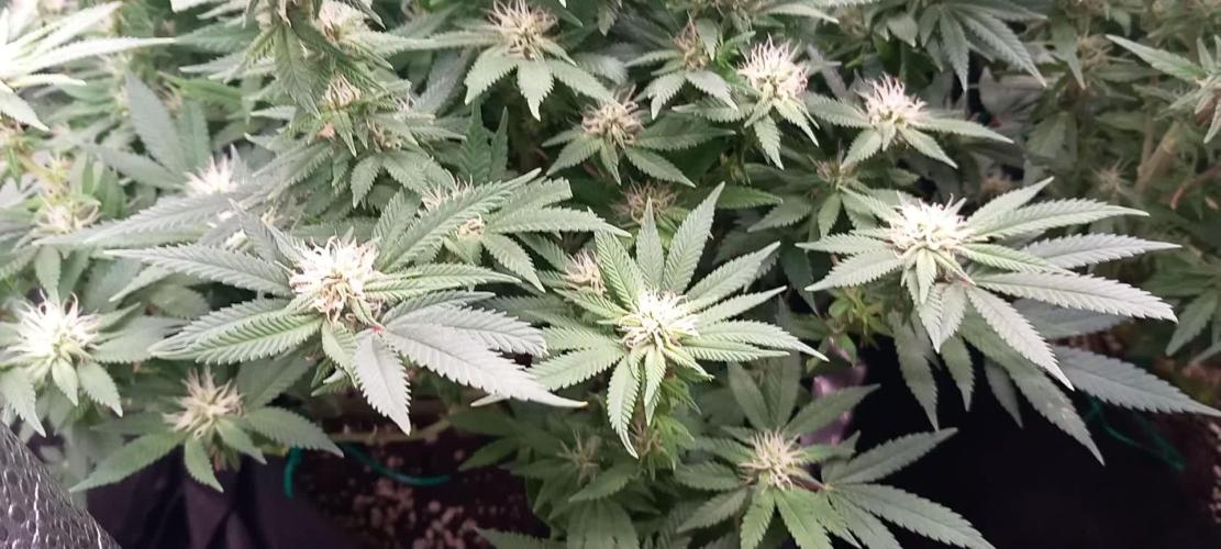 Learning how to grow