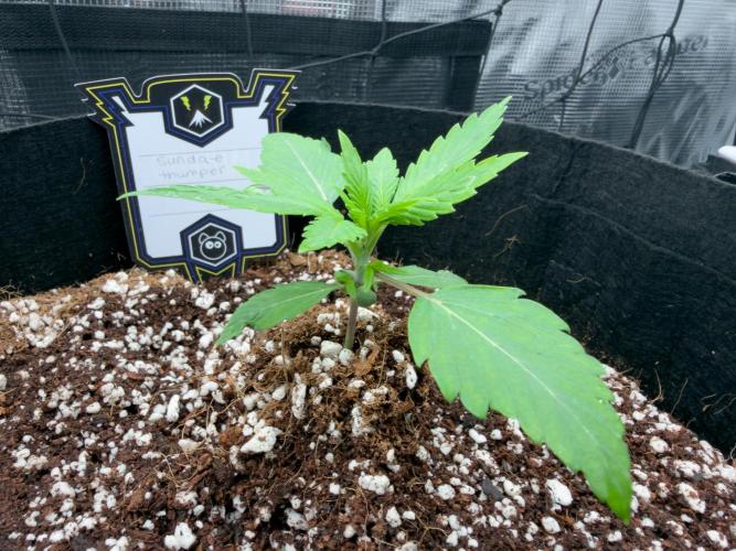 Sundae Thumper. Week 2