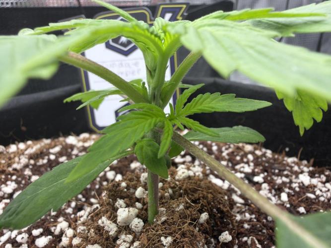 Sundae Thumper. Week 3