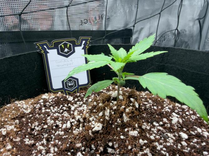 Sundae Thumper. Week 3