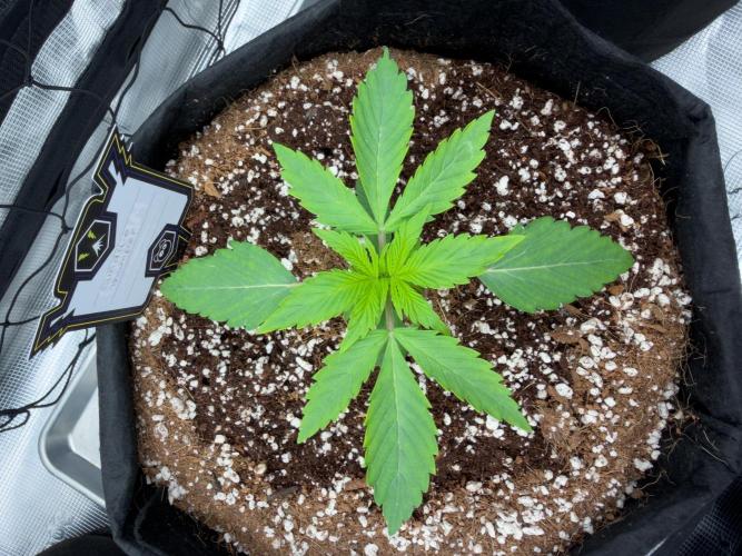 Sundae Thumper. Week 3