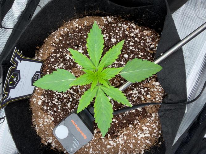 Sundae Thumper. Week 3