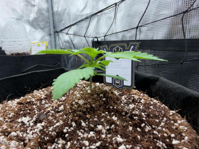 Sundae Thumper. Week 3