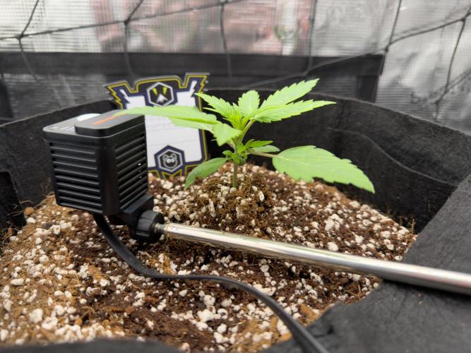 Sundae Thumper. Week 3
